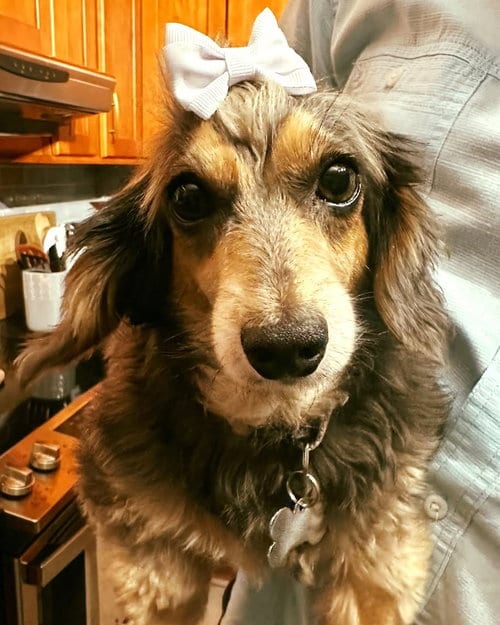 Photo of Penny9 (being fostered in Connecticut), adoptable Dachshund in Brookfield, Maryland