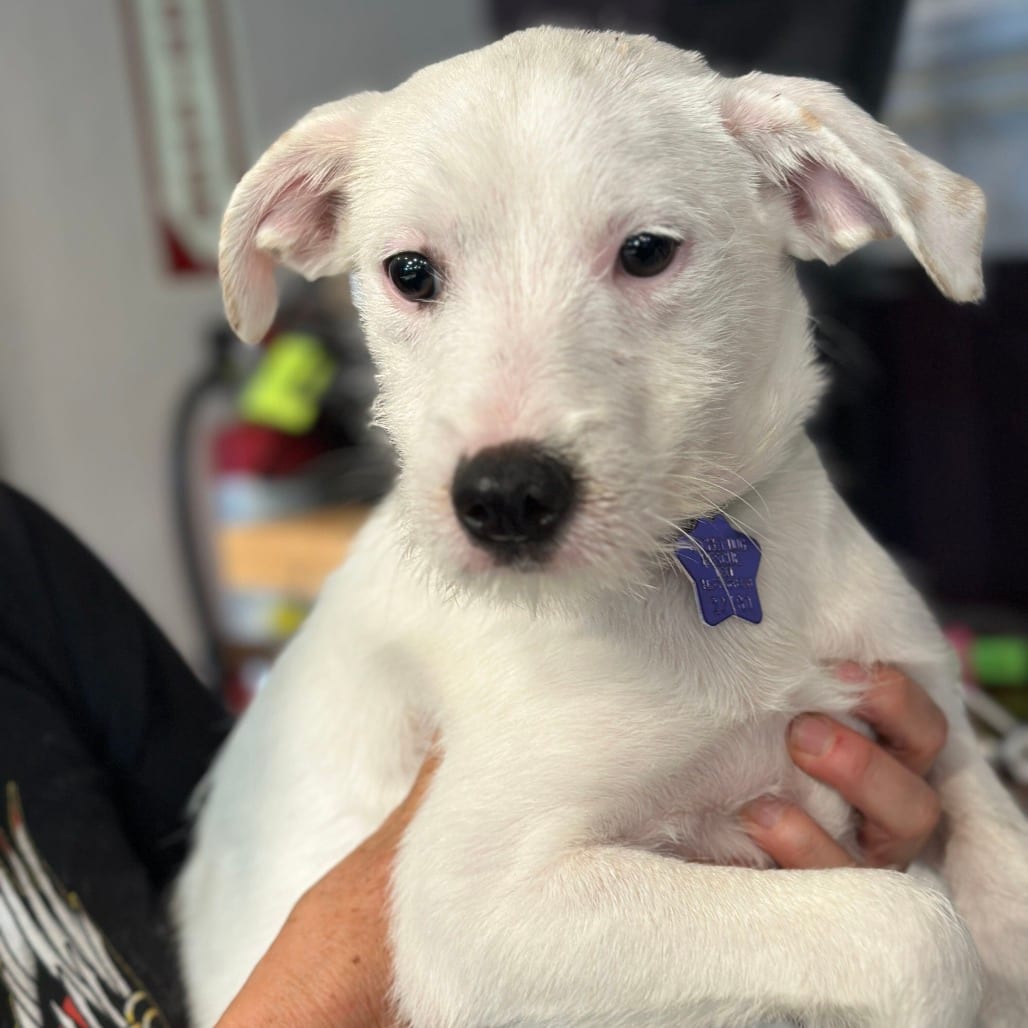 Photo of Twizzler, adoptable Mixed Breed (Medium) in San Francisco, California