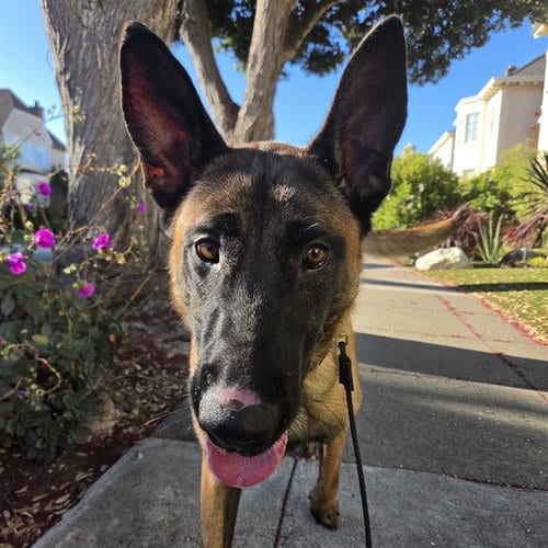 Photo of Rocky, adoptable Belgian Shepherd Malinois in Alameda, California