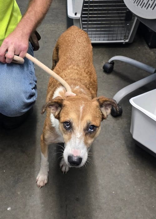 Photo of Shell, adoptable Australian Cattle Dog/Blue Heeler in Evansville, Indiana