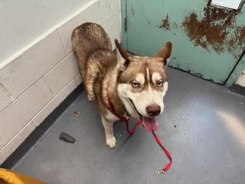Photo of Ice Bear, adoptable Siberian Husky in Antioch, California