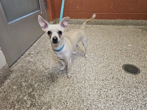 Photo of Lucy, adoptable Chihuahua in Pueblo, Colorado