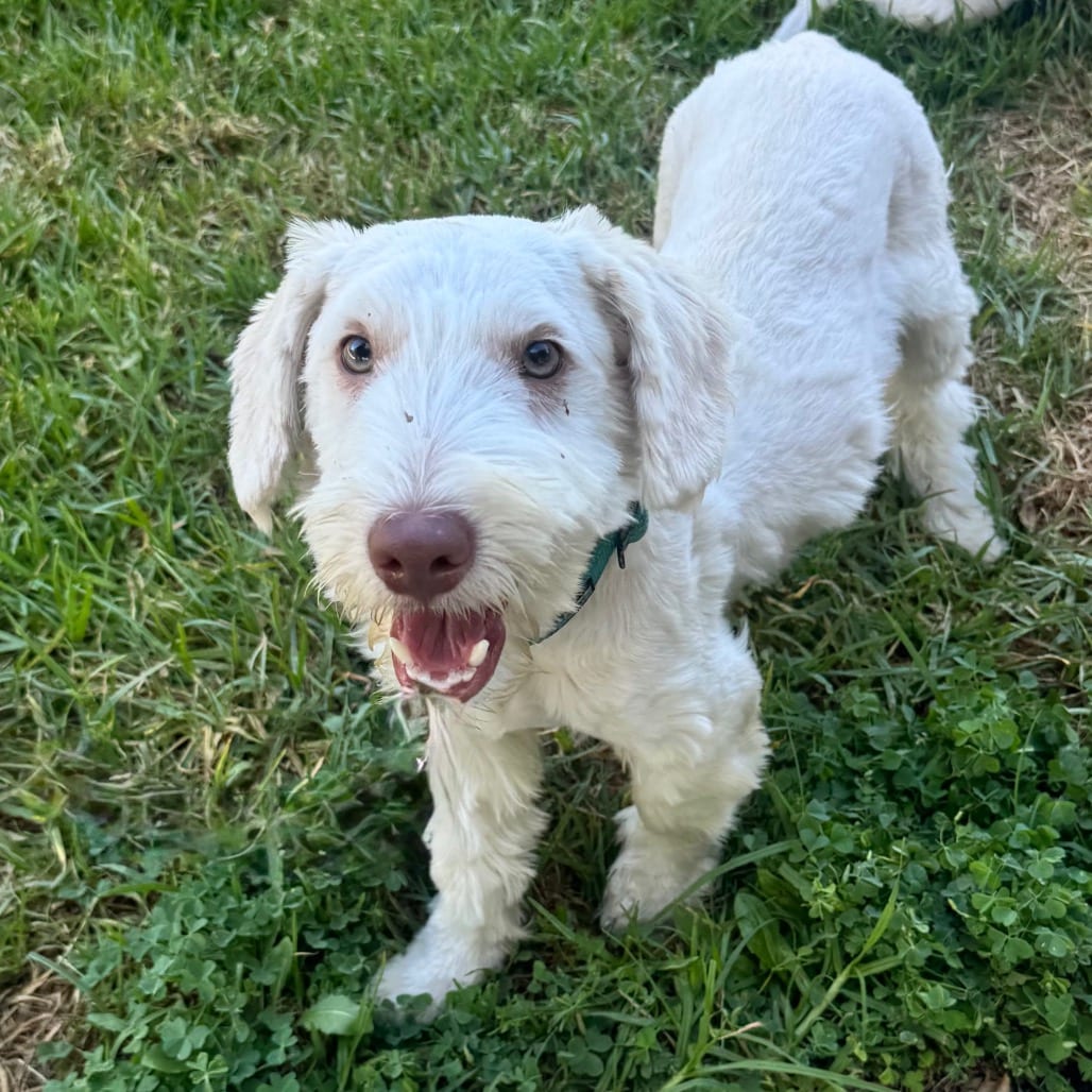 Photo of Ross Geller - Costa Mesa Location, adoptable Poodle, Miniature / Maltese