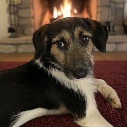 Photo of Oscar, adoptable Terrier (Unknown Type, Small) in Pittsfield, Illinois