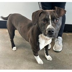 Photo of Midnight, adoptable Mixed Breed (Medium) in Georgetown, Delaware