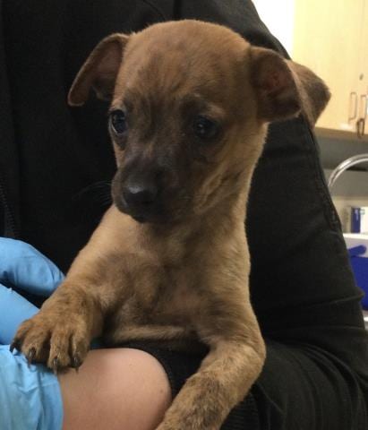 Photo of Jan, adoptable Chihuahua in Riverside, California