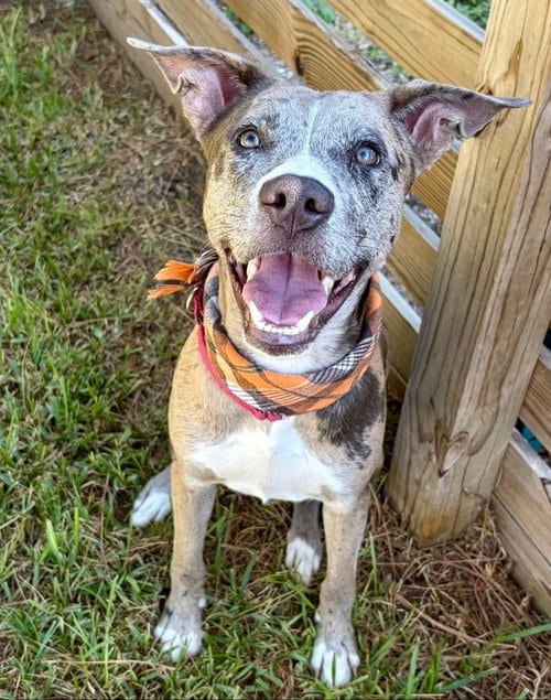 Photo of Posh, adoptable American Staffordshire Terrier in Sedalia, Colorado