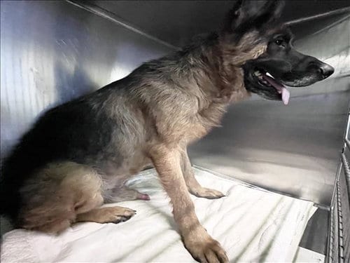 Photo of Koda, adoptable German Shepherd Dog in Los Angeles, California