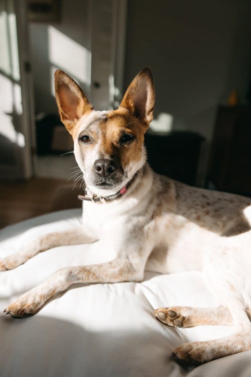 Photo of Maki-Ato, adoptable Australian Cattle Dog/Blue Heeler in Atlanta, Georgia