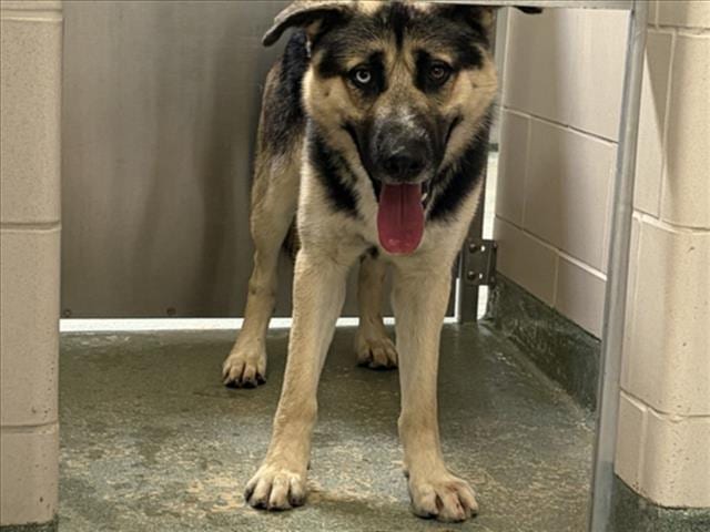 Photo of Orbit, adoptable Mixed Breed in Santa Fe, New Mexico