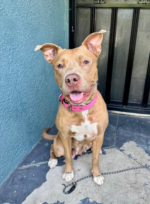 Photo of Winnie, adoptable Pit Bull Terrier in Marina Del Rey, California