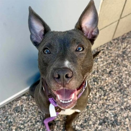 Photo of Texaco, adoptable American Pit Bull Terrier in Mesa, Arizona