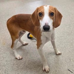 Photo of Scraton, adoptable Hound (Unknown Type) in Chatham, Virginia