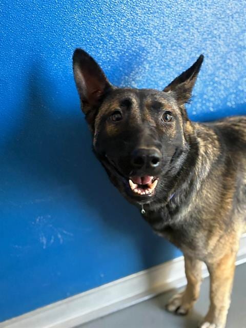 Photo of Macho, adoptable German Shepherd Dog in Visalia, California