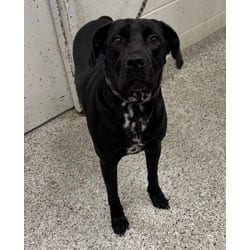 Photo of Humphrey, adoptable Mixed Breed (Medium) in Kansas City, Missouri