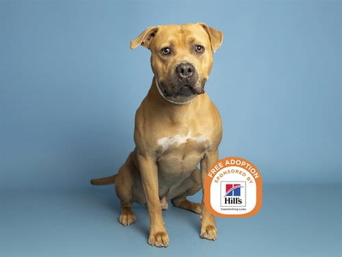 Photo of Burrito, adoptable American Pit Bull Terrier in Phoenix, Arizona
