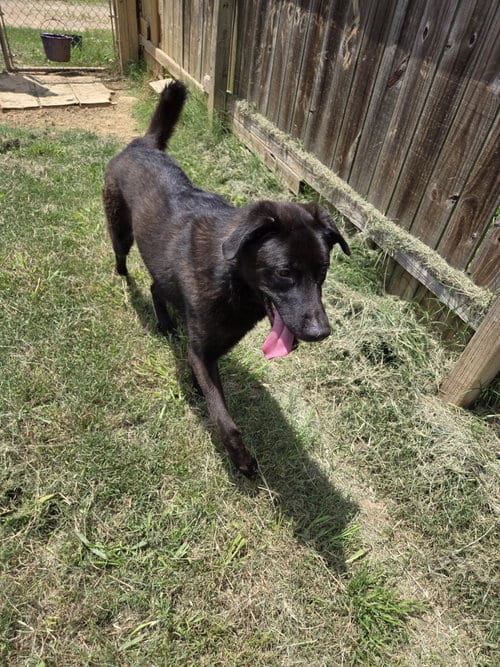 Photo of Thrasher, adoptable Labrador Retriever in Jackson, Mississippi