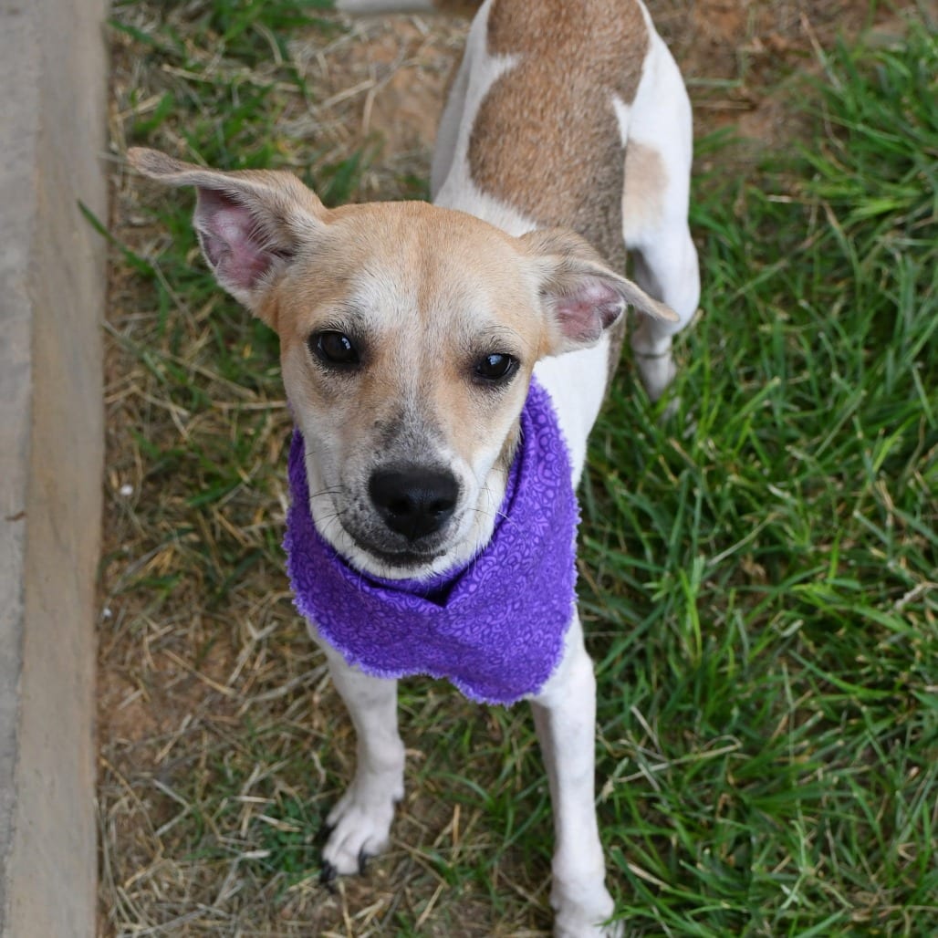 Photo of Carrie, adoptable Terrier / Mixed Breed (Small) in Beaumont, Texas