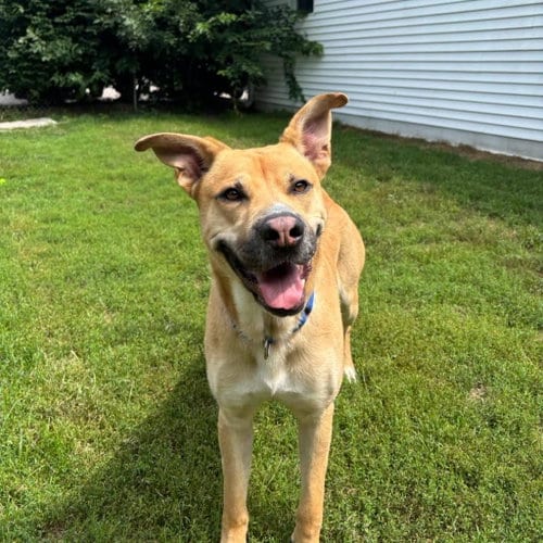 Photo of Stone, adoptable German Shepherd Dog in Muskegon, Michigan
