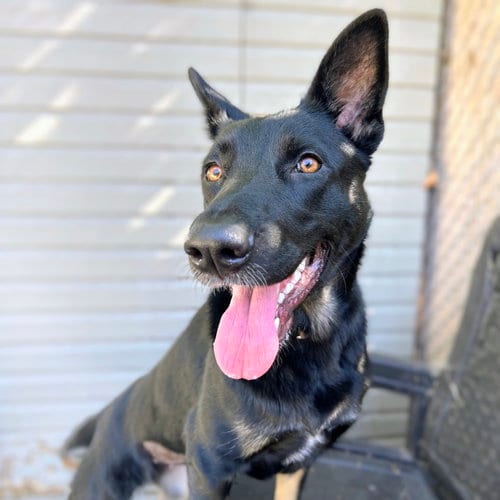 Photo of Jinx, adoptable German Shepherd Dog in Oakland, California