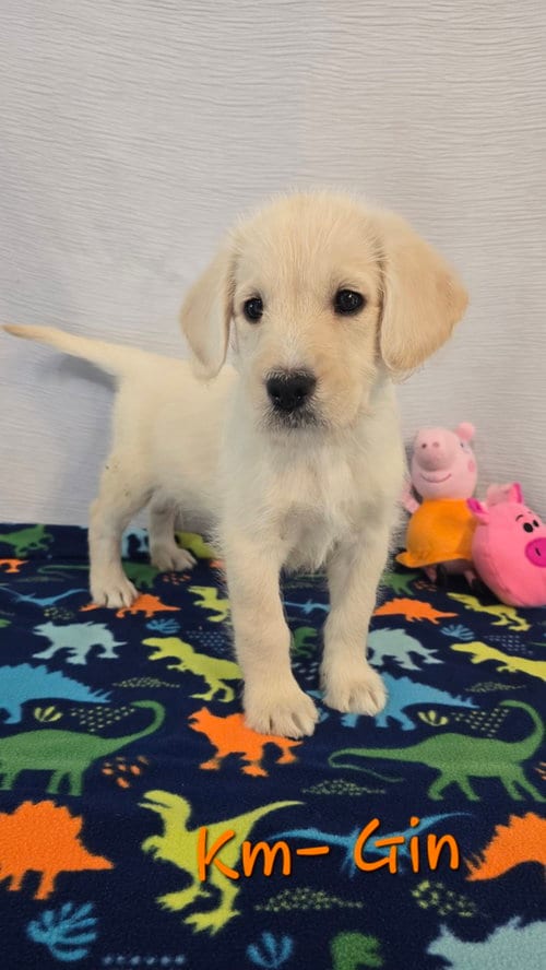 Photo of KM Gin, adoptable Labrador Retriever in Warrenton, Missouri