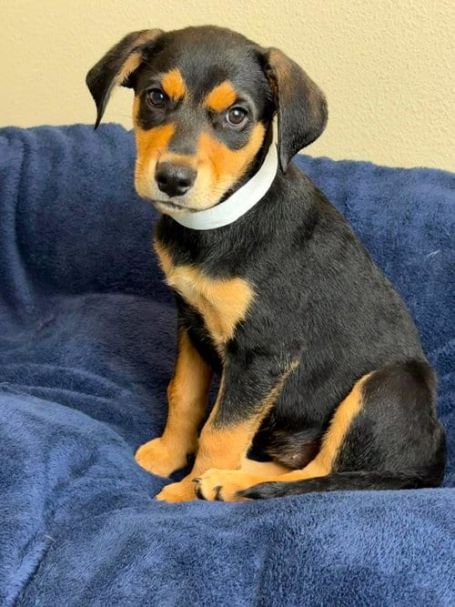 Photo of Blossom, adoptable Rottweiler in Rockwall, Texas