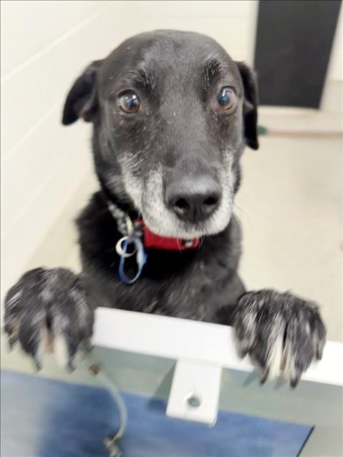 Photo of Chunk, adoptable Labrador Retriever in Fort Collins, Colorado