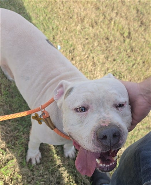 Photo of Blue, adoptable Pit Bull Terrier in Houston, Texas