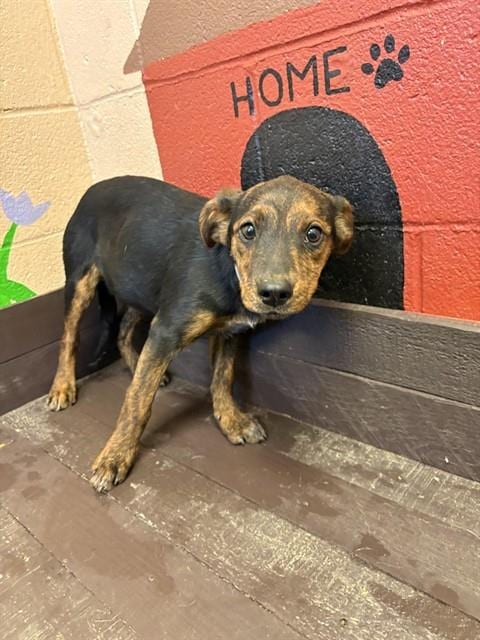 Photo of Hermit, adoptable German Shepherd Dog in Castaic, California