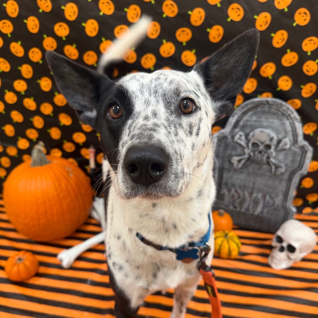 Photo of Burke, adoptable Cattle Dog / Mix in Kanab, Utah
