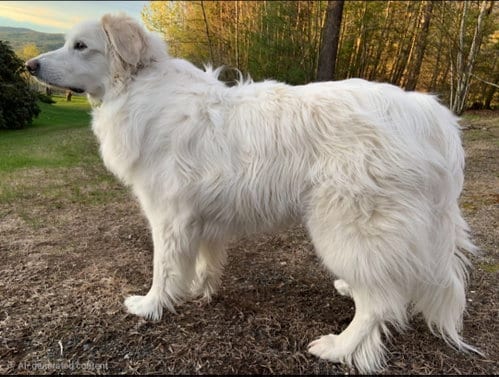 Photo of Sadie, adoptable Great Pyrenees in Croydon, New Hampshire