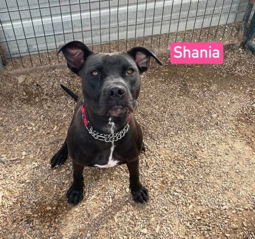 Photo of Shania, adoptable Pit Bull Terrier in Warrenton, Missouri