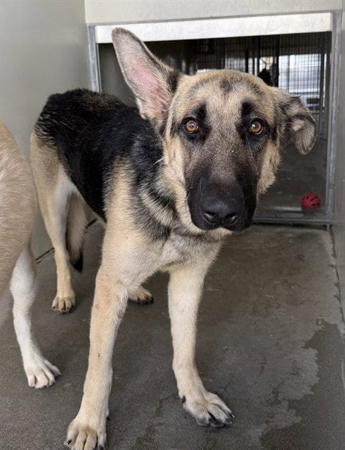Photo of Aladdin, adoptable German Shepherd Dog in San Bernardino, California