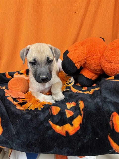 Photo of Veronica, adoptable German Shepherd Dog in Modesto, California