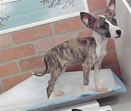 Photo of Kassi, adoptable Staffordshire Bull Terrier in Houston, Texas