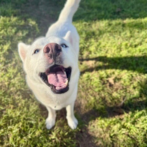 Photo of Shorty (New Digs), adoptable Siberian Husky in Dallas, Texas