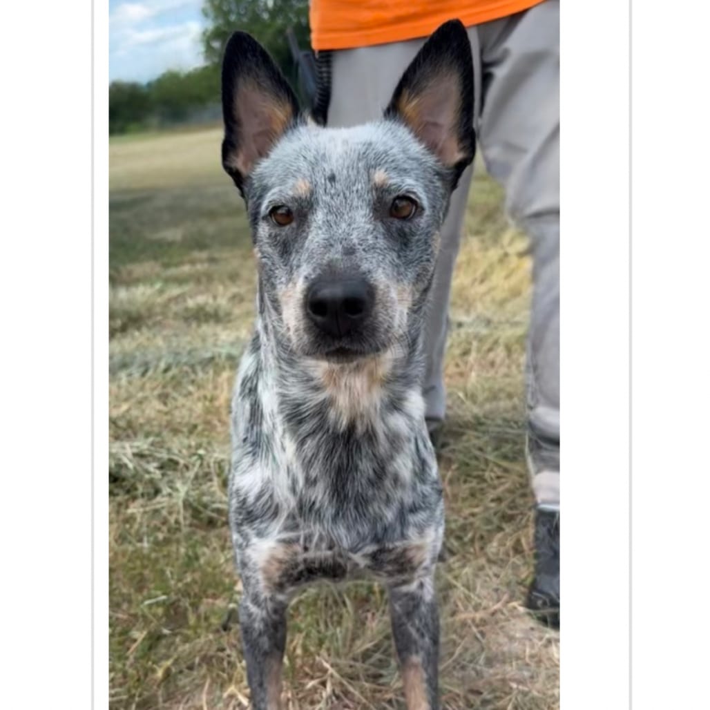 Photo of Nellie, adoptable Cattle Dog, Australian (Blue Heeler) / Mix in Maryland, Maryland