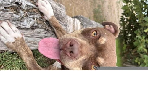 Photo of Fendi, adoptable American Pit Bull Terrier in Albuquerque, New Mexico