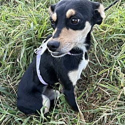 Photo of Karla, adoptable Chiweenie in Bell Gardens, California