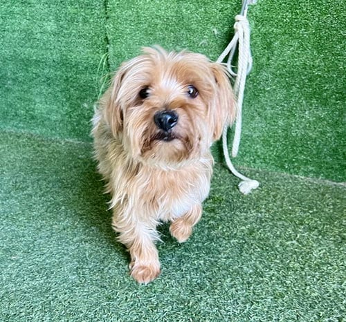 Photo of Archie, adoptable Terrier in Lancaster, California