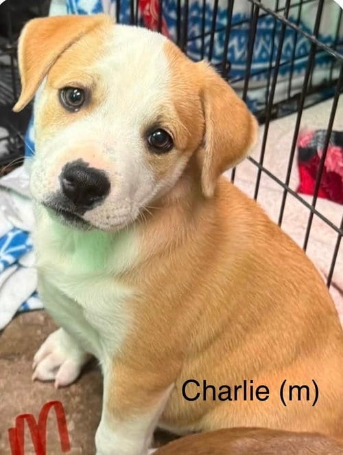 Photo of Charlie (Seven Wonders 2026), adoptable Pit Bull Terrier in Wenonah, New Jersey