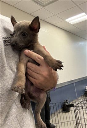 Photo of Benji, adoptable Belgian Shepherd Malinois in Miami, Florida