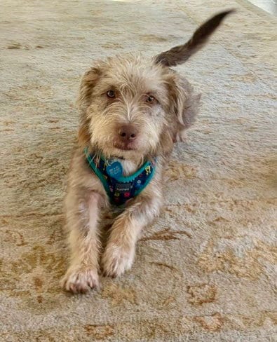 Photo of Momo, adoptable Schnauzer in St. Louis Park, Minnesota