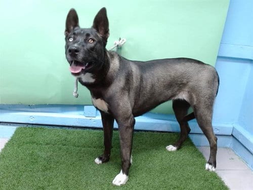 Photo of Sky, adoptable Siberian Husky in Baldwin Park, California