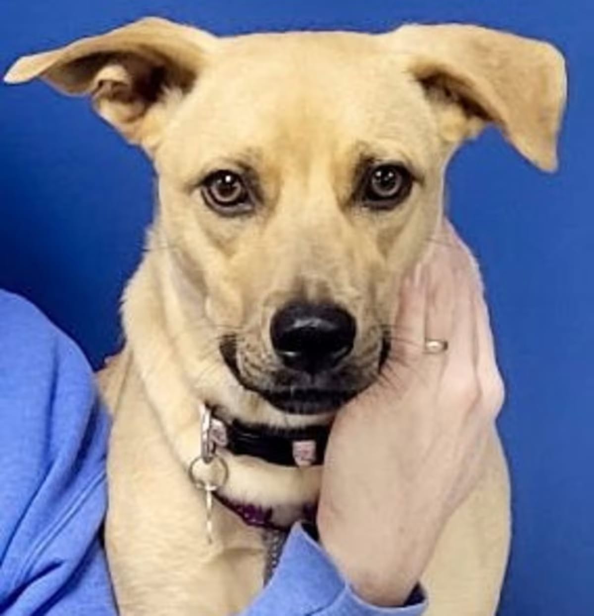 Photo of Layne, adoptable Black Mouth Cur/Labrador Retriever in Milford, Connecticut
