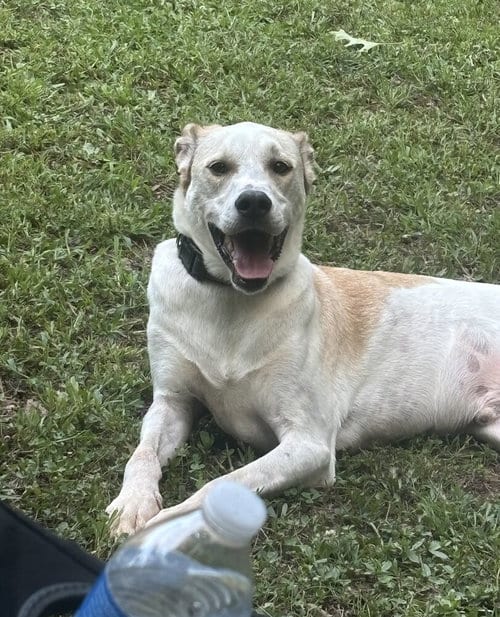 Photo of Poppy, adoptable Pointer in Candler, North Carolina