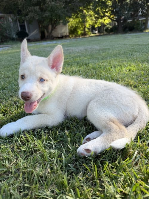 Photo of Woody - HaveLock Litter, adoptable Husky in Holly Springs, North Carolina