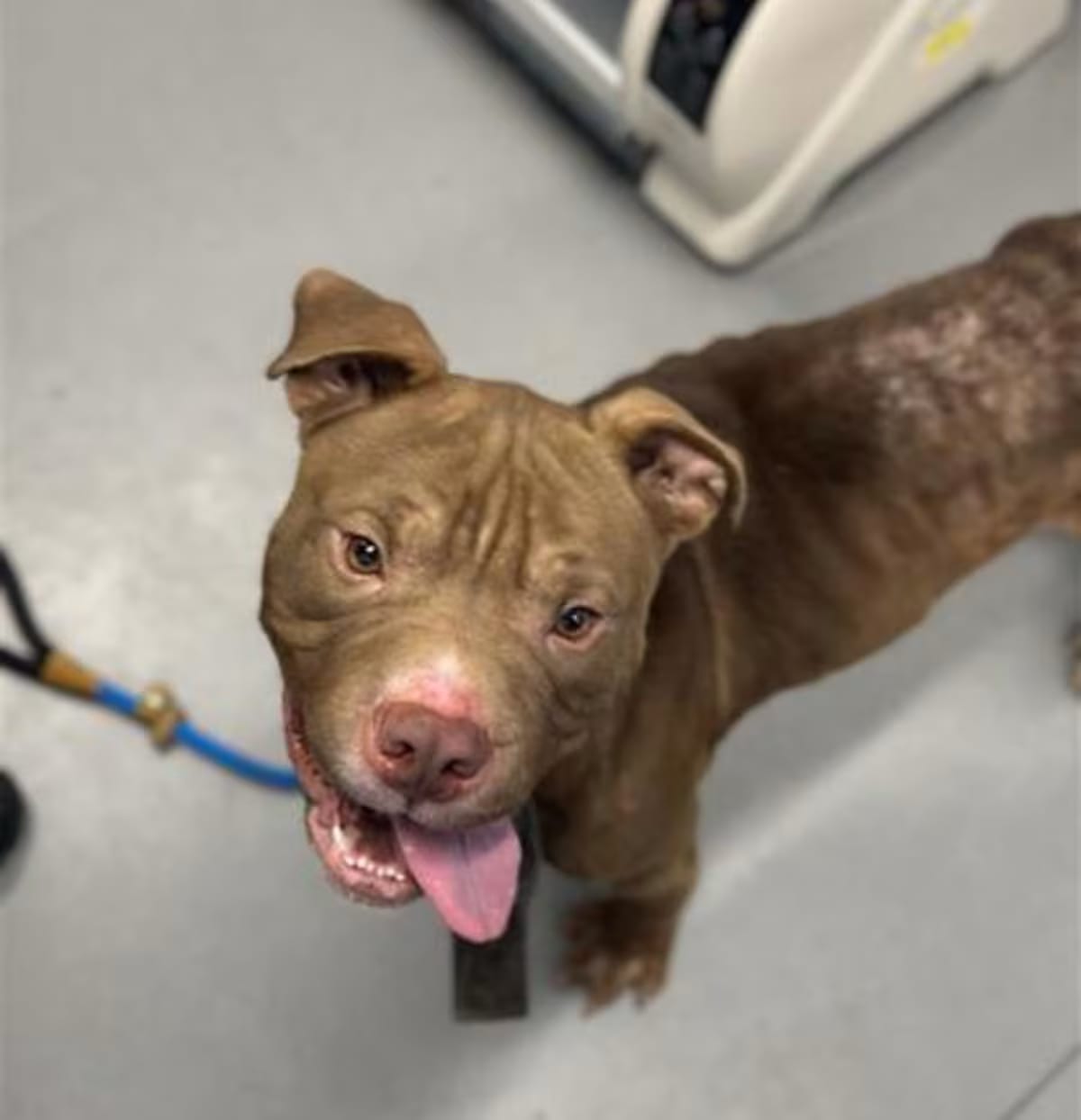 Photo of Remi, adoptable Mixed Breed (Medium) in New Castle, Delaware