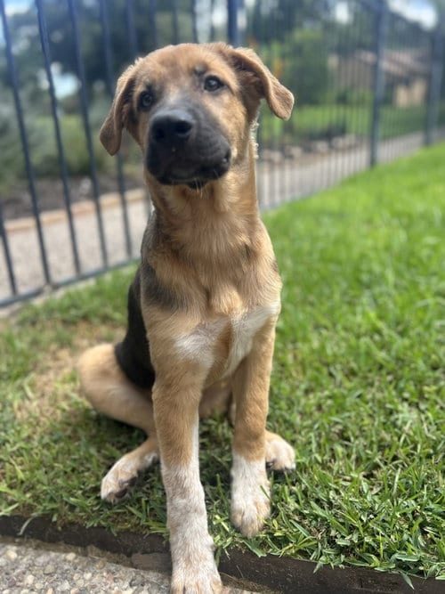 Photo of Nathan, adoptable Australian Shepherd in Montgomery, Texas