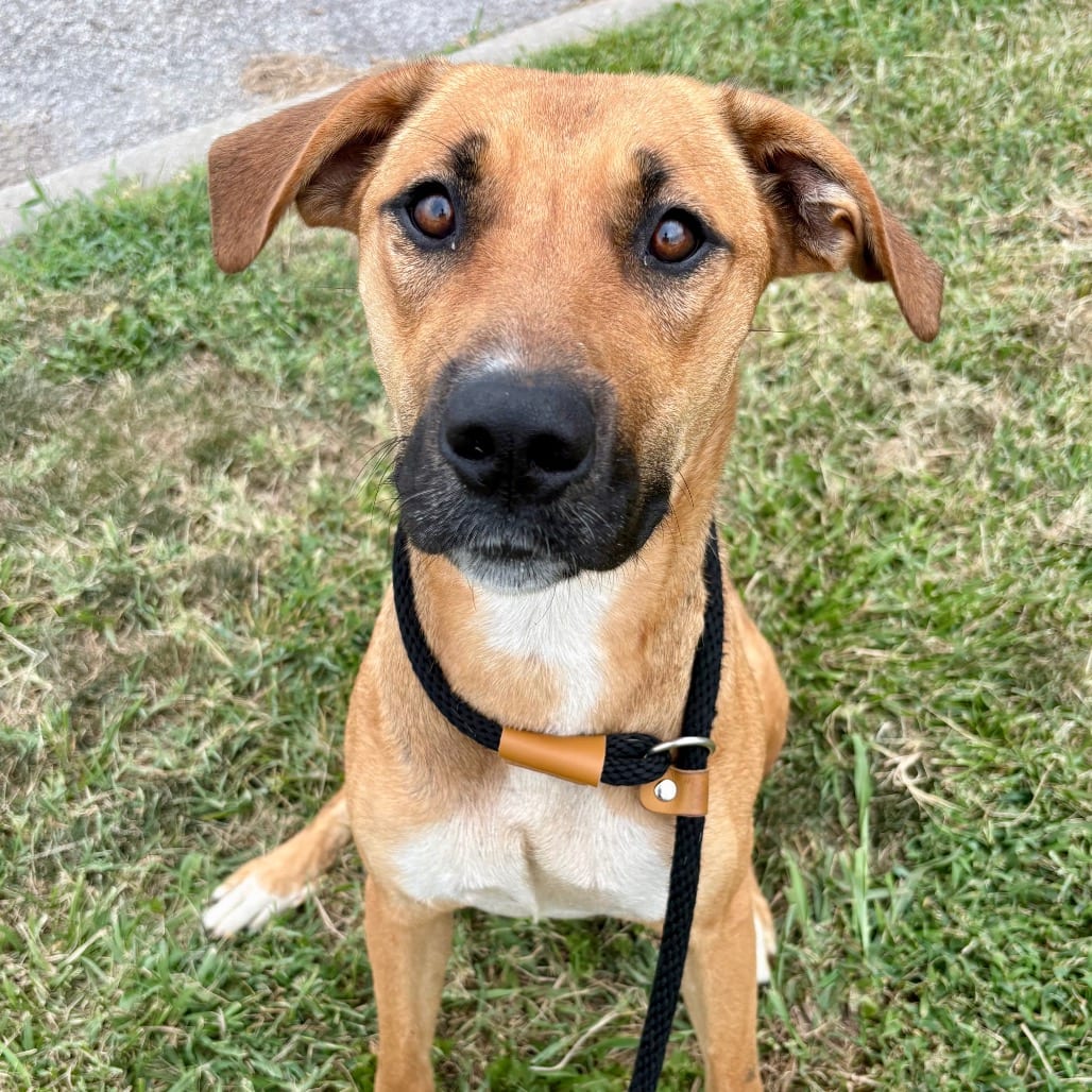 Photo of Irma, adoptable Hound / Mix in Boonville, Missouri